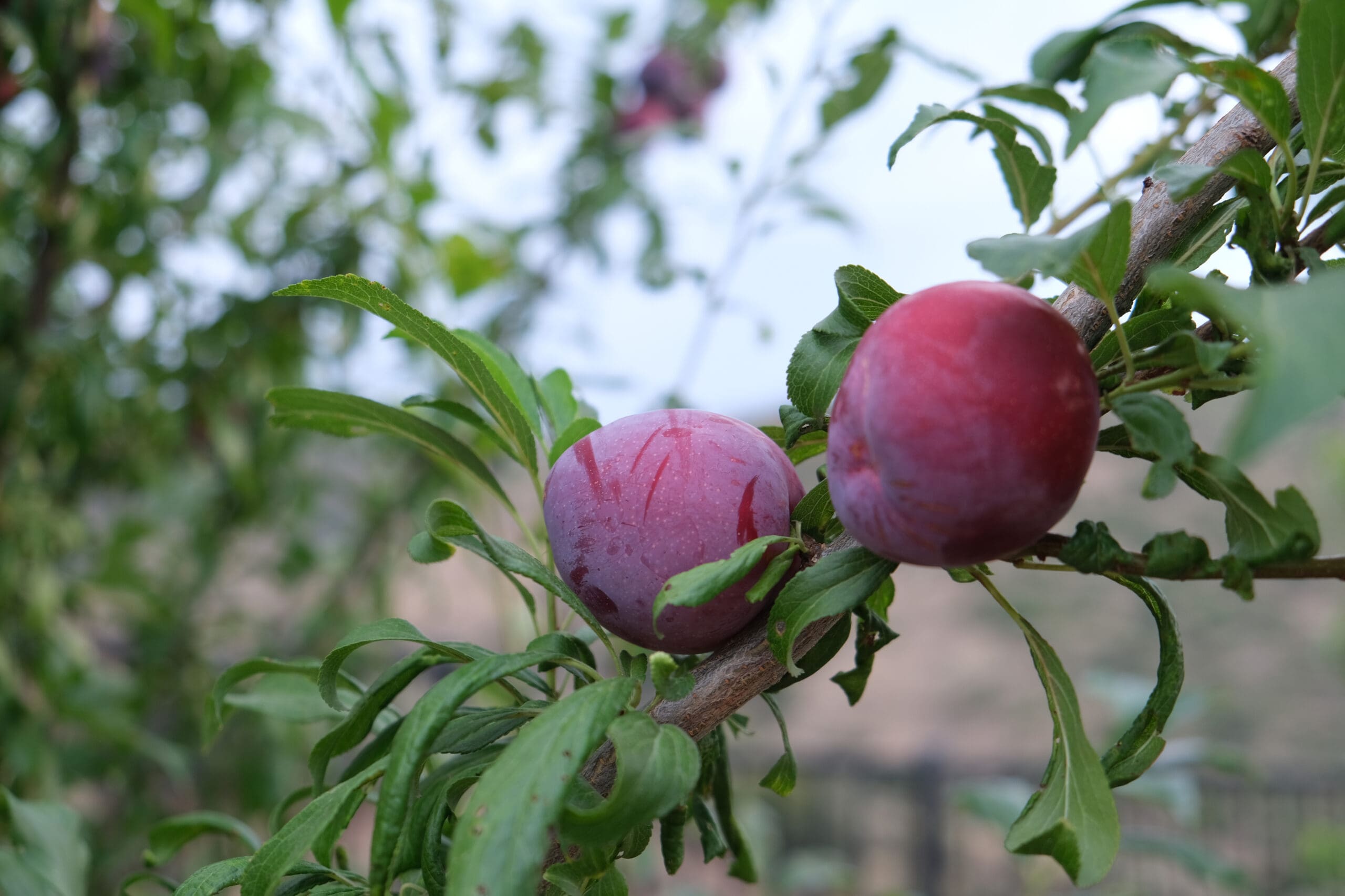 Queen Garnet Plum